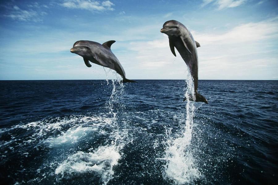 Candolim Beach Dolphin Tour Image