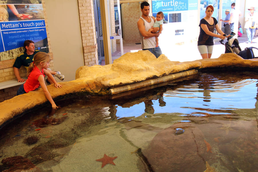 See your kids interact with marine creatures in the Touch Pool