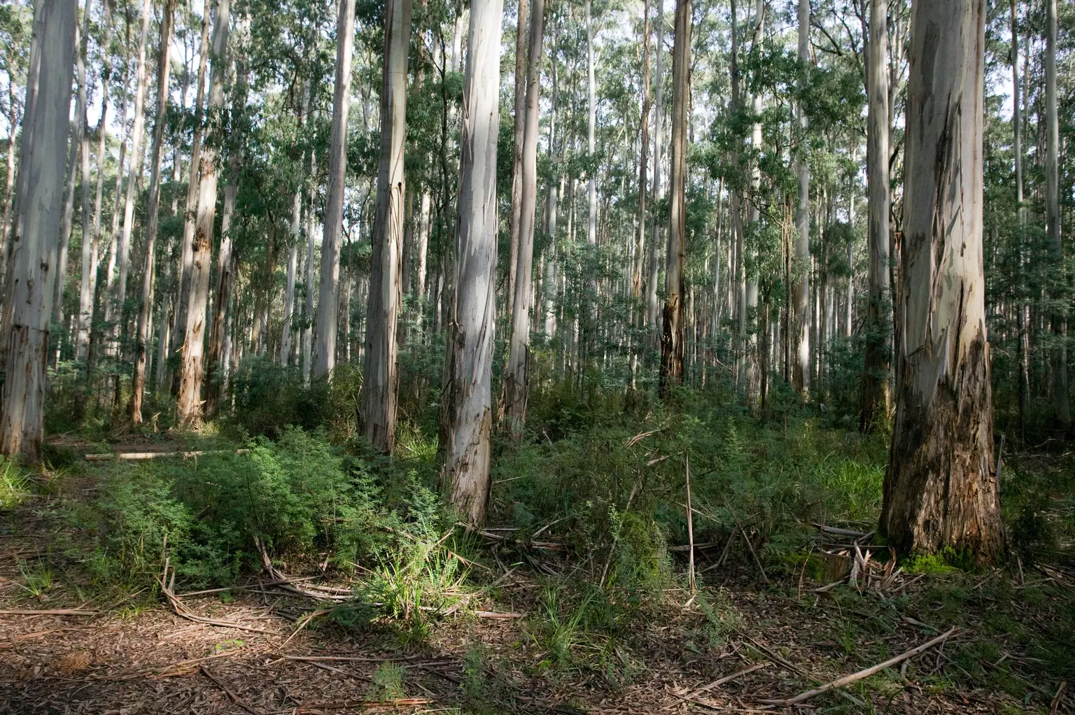 Forest Gallery