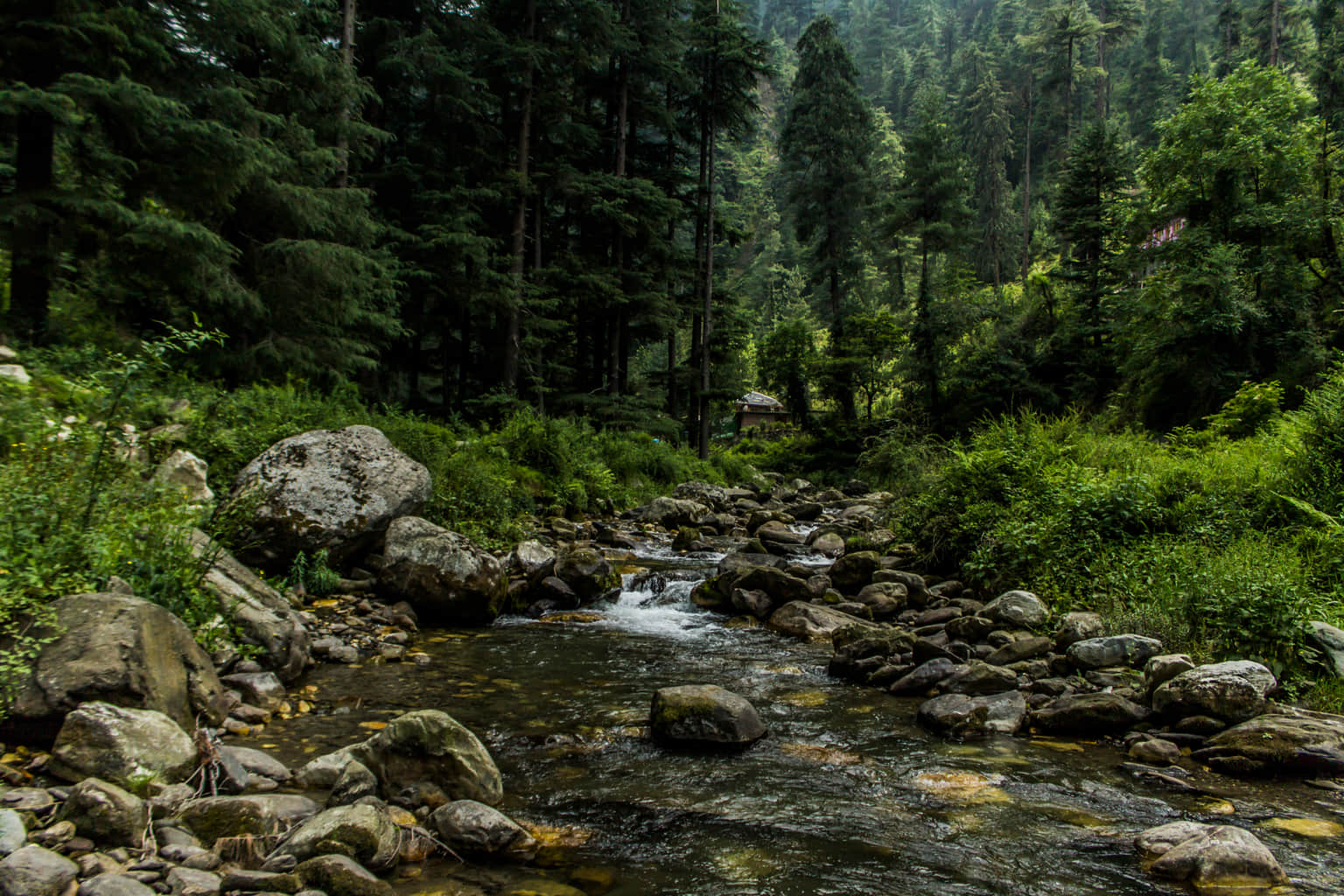 Best Homestays in Jibhi
