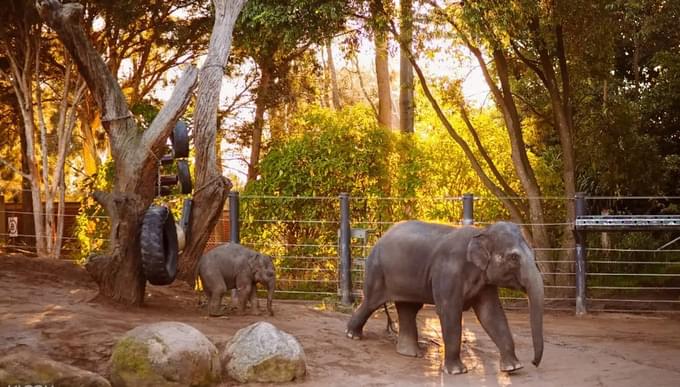 Elephant in Australia Zoo