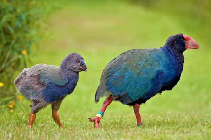 Orokonui Ecosanctuary