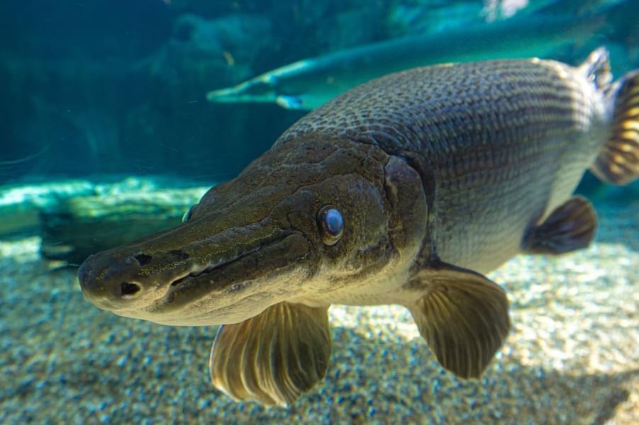 Alligator Gar