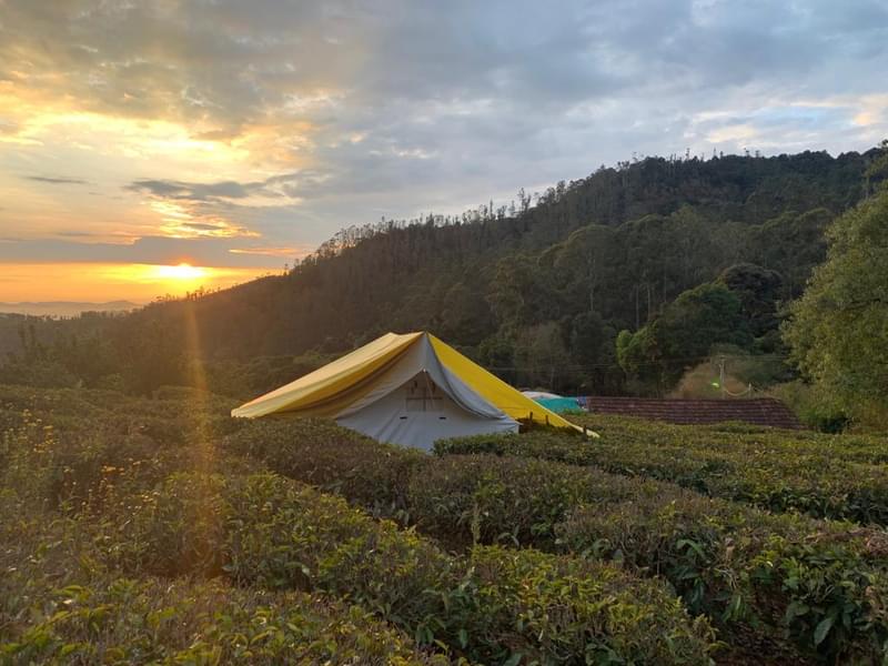 Camping By Tea Gardens Ooty Image