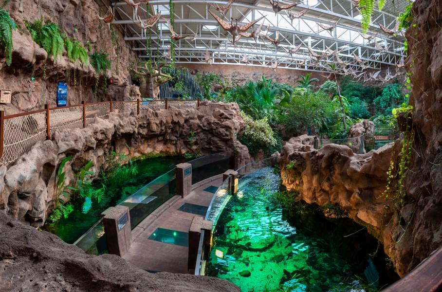 Be amazed by the view of the tropical jungle area inside the Aquarium