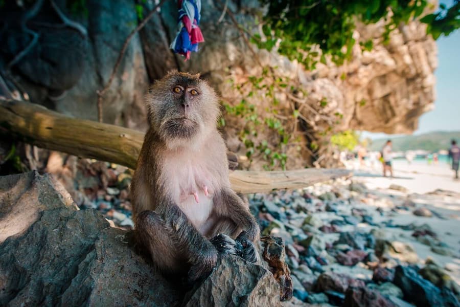 Phuket and Krabi Escapes Image