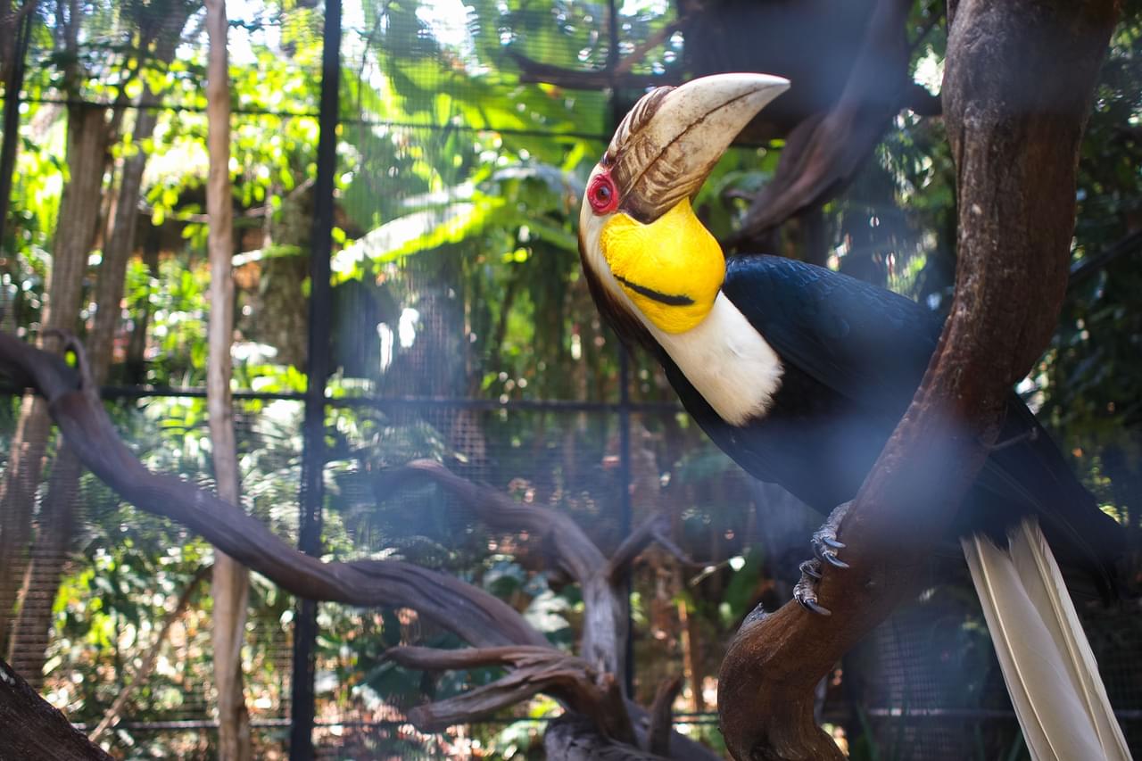 Phuket Bird Park