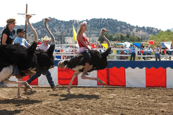 Try out the thrilling Ostrich Riding in Oudtshroon