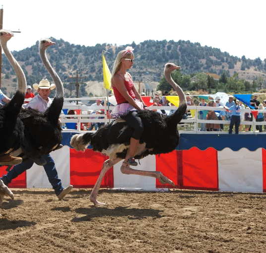 Try out the thrilling Ostrich Riding in Oudtshroon