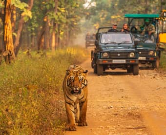 Enjoy jeep safari at Kaziranga National Park