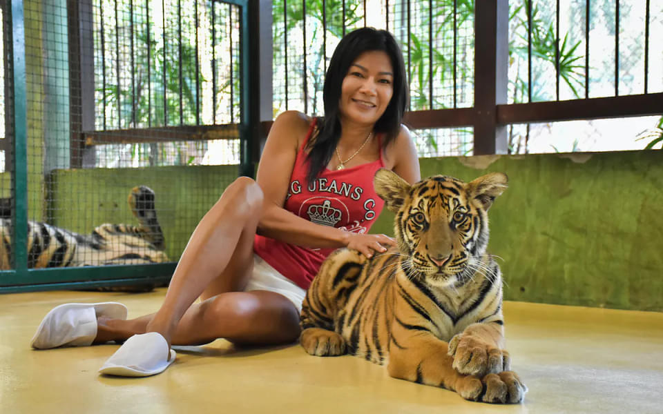 Get a chance to meet with the king of the Asian jungle