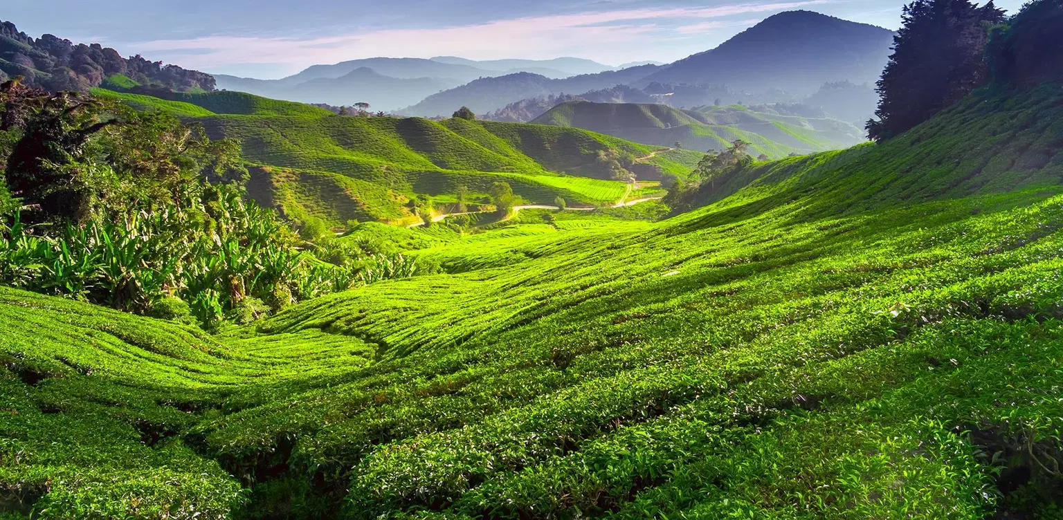 Cameron Highlands Honeymoon Packages