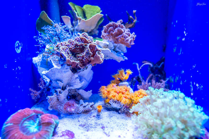 Explore the Coral World