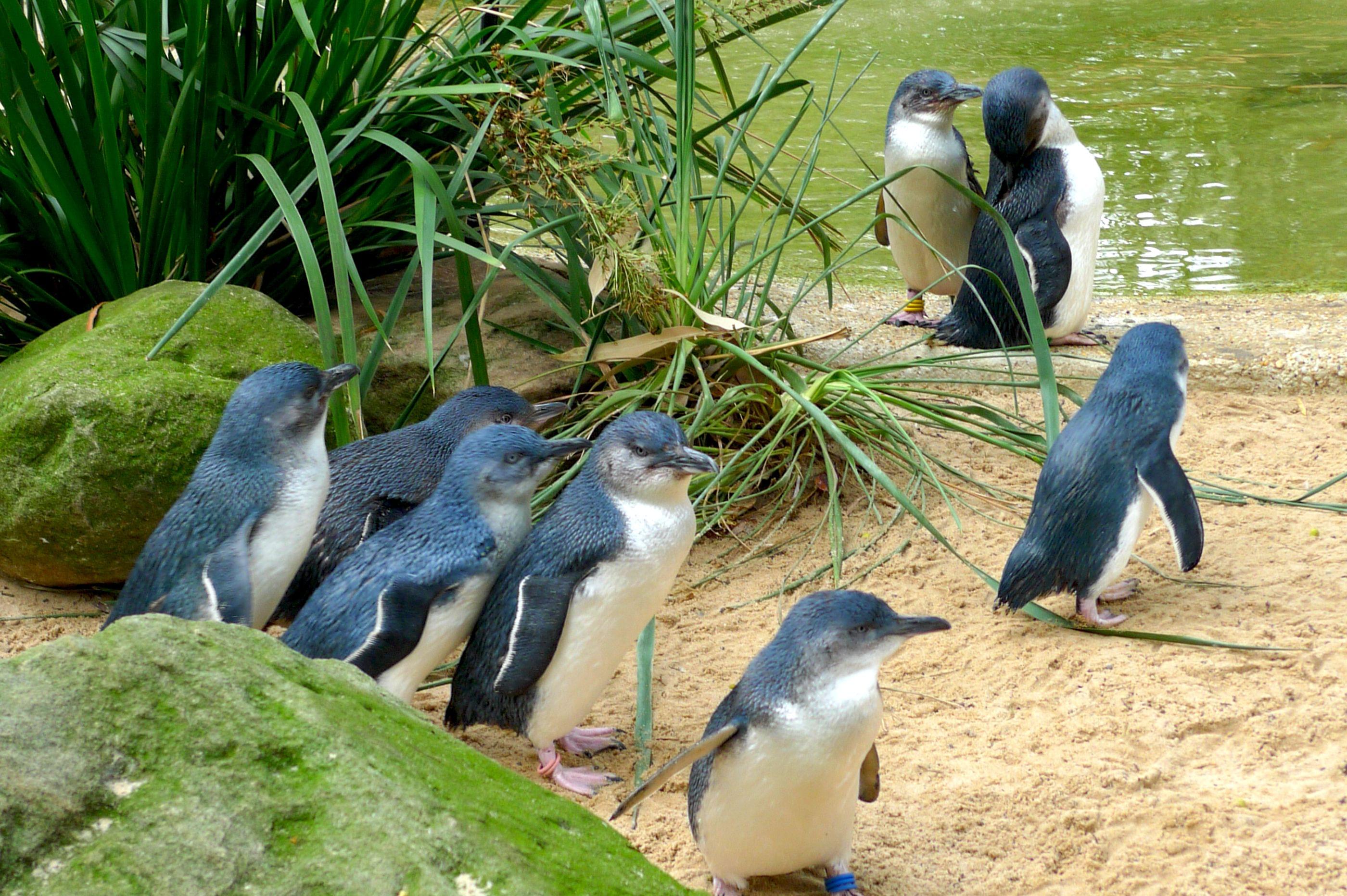Phillip Island Penguin Parade Tickets