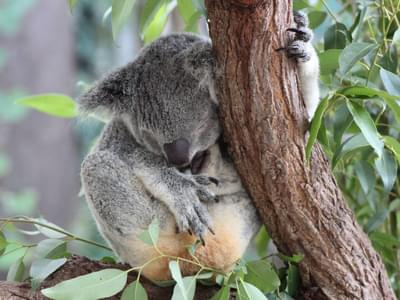 Kuranda Koala Garden Tickets