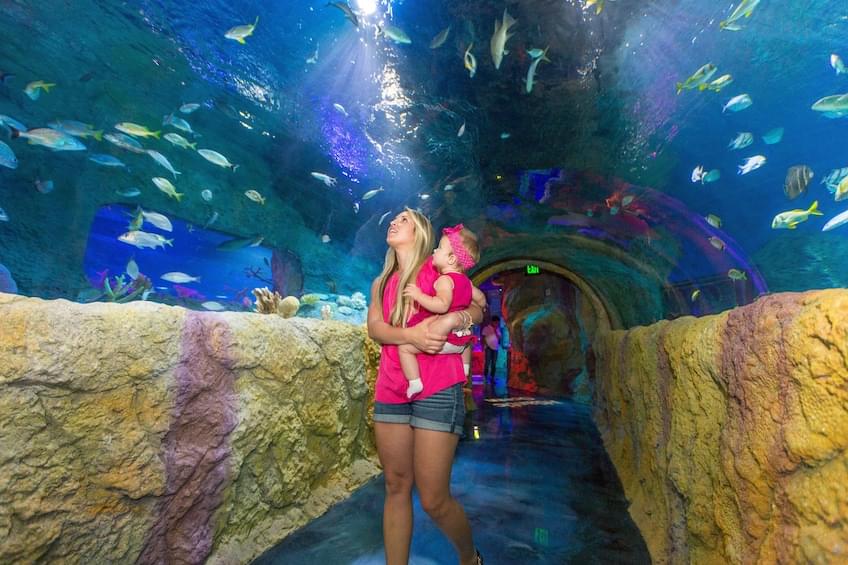 Stroll through the tunnel and see a large variety of fishes 