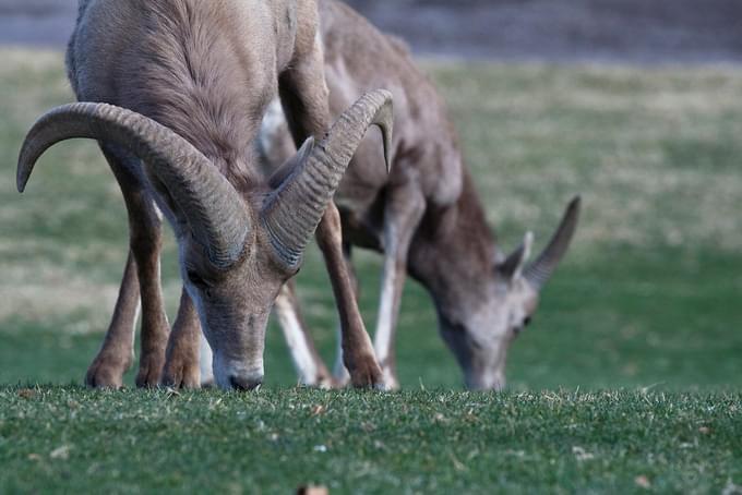 Bighorn sheep