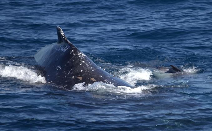 Pacific Coast Whale Watching