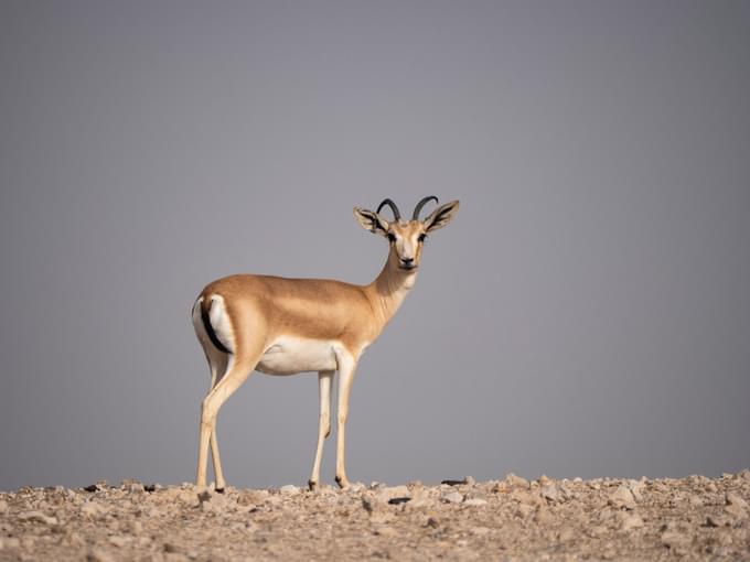 Sand Gazelle