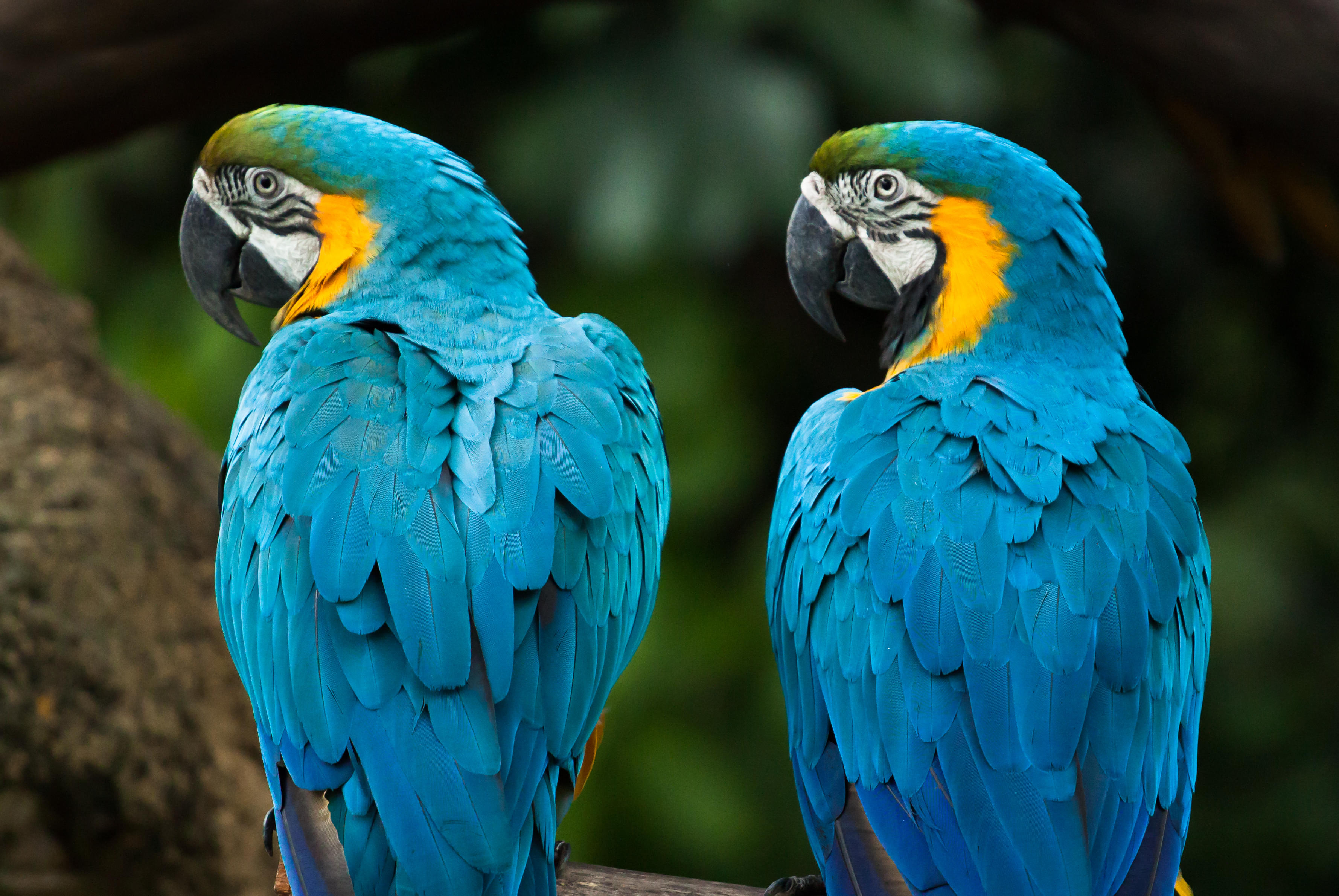 Beautiful Parrots in Bird Paradise Singapore