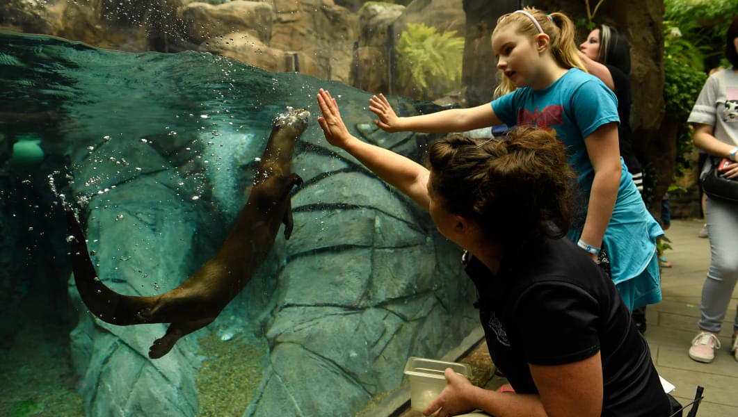 Explore various zones to see aquatic animals swimming in the tanks