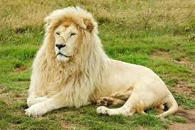 White African lion