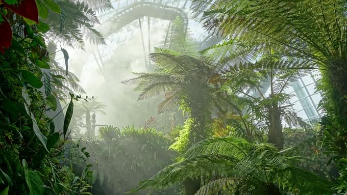 The Cloud Forest