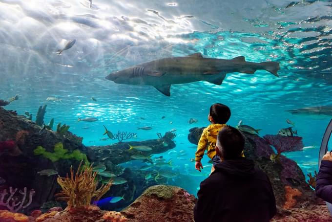 Ripley’s Aquarium of Canada