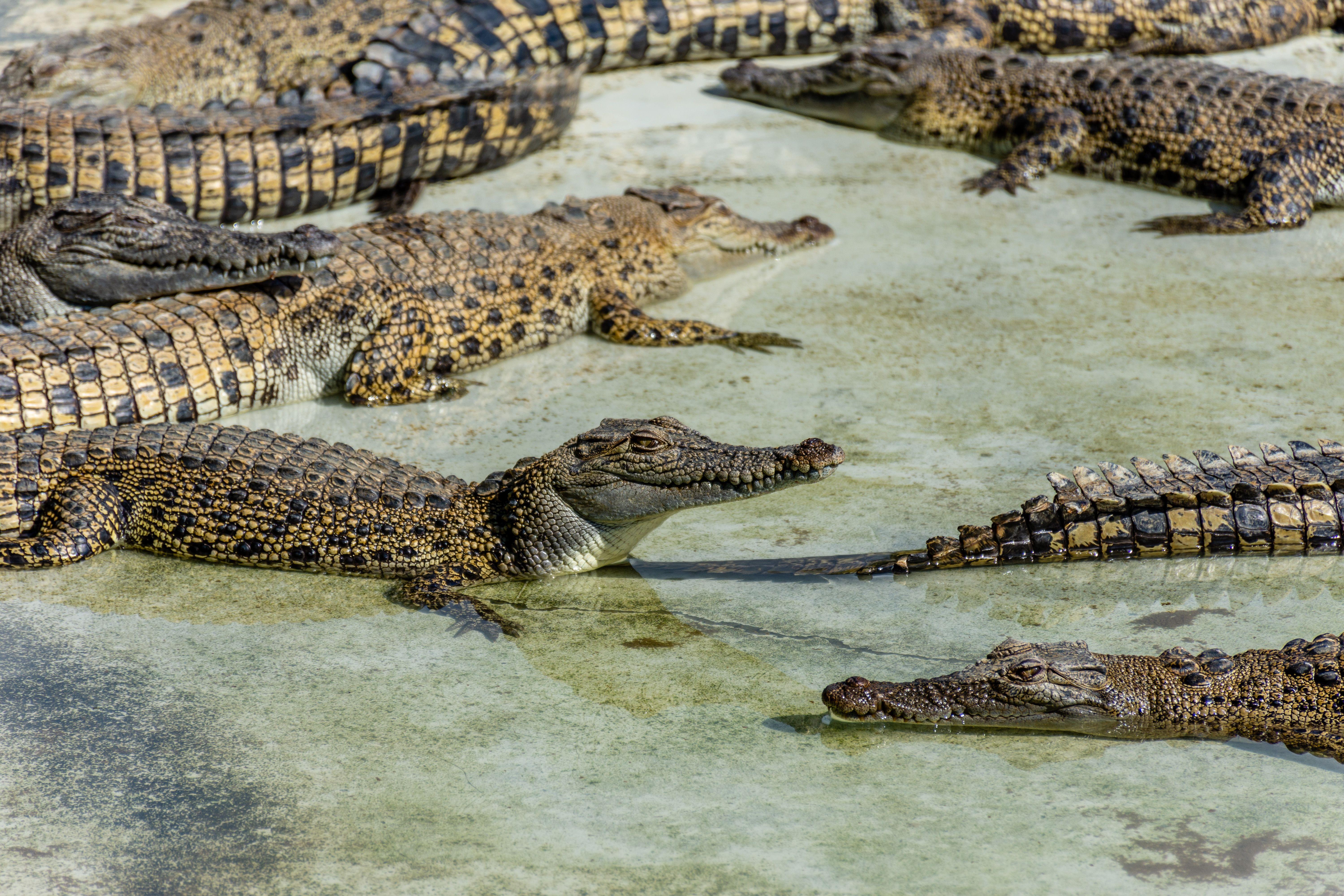 Hartley's Crocodile Adventures