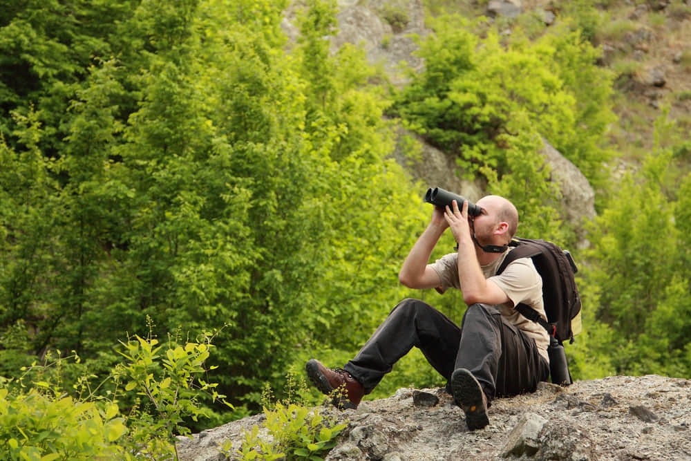 Bird watching