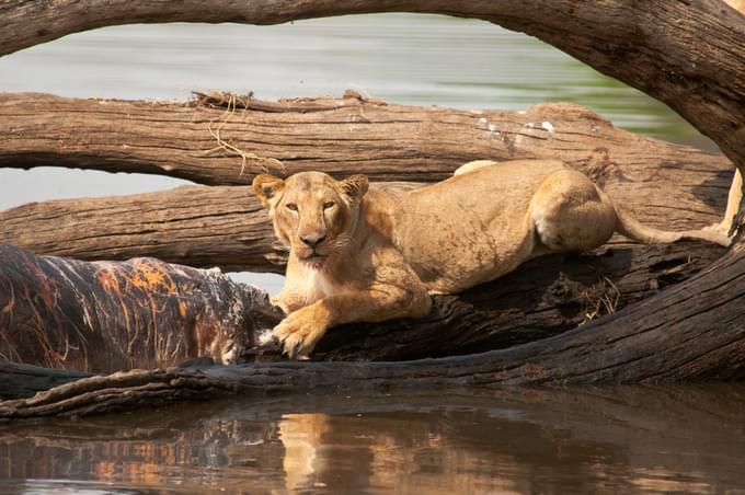 Ruaha national park