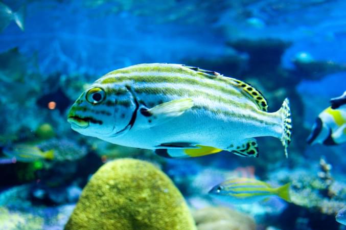 Marine Aquarium and Museum