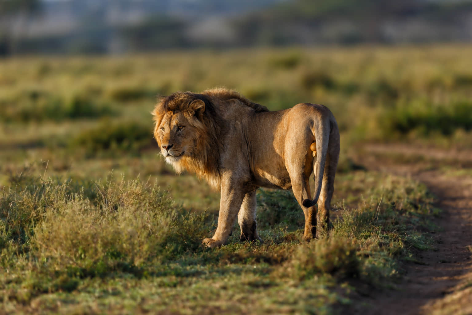 Ngorongoro Conservation Area, <em>Tanzania</em>