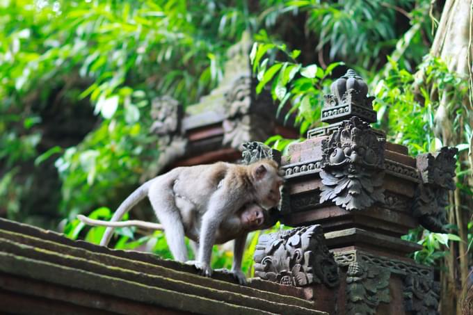 Ubud Moneky Forest