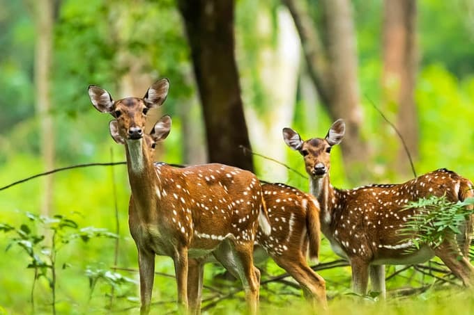 Spot the beautiful axis deer at the dense forests of Wayanad