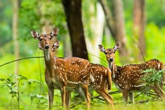 Spot the beautiful axis deer at the dense forests of Wayanad