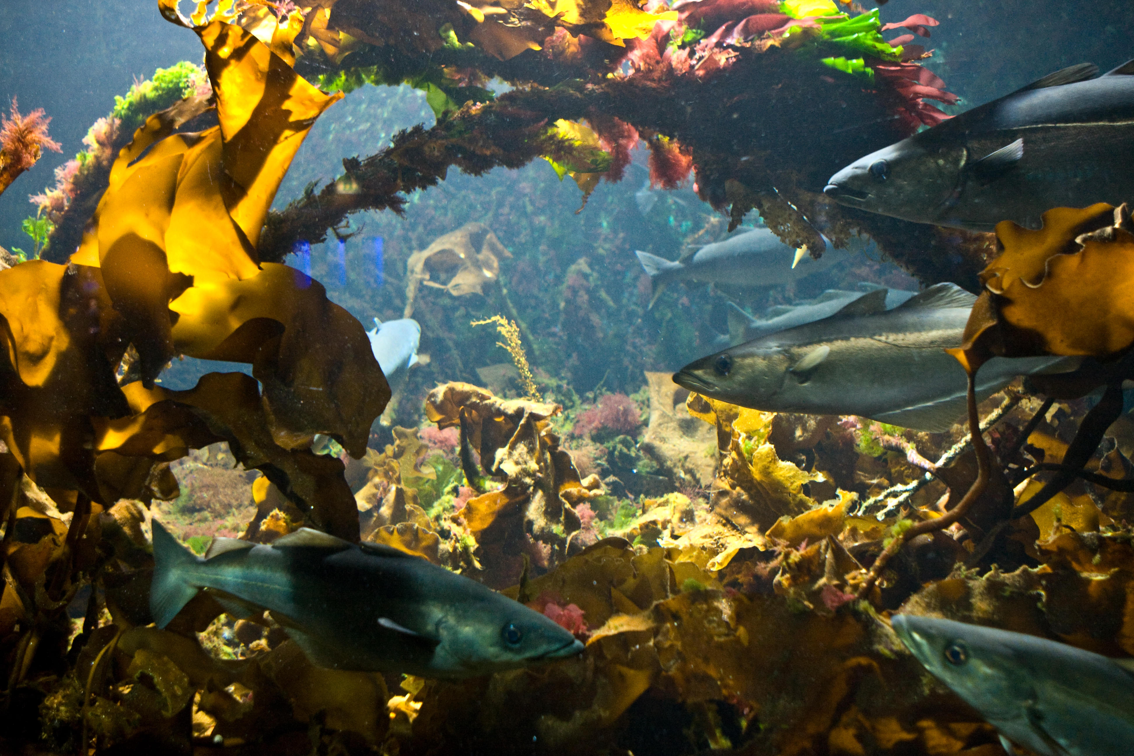 Visit the Bergen Aquarium