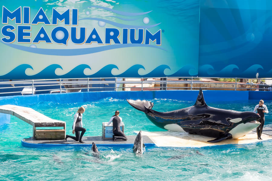 Feel the joy as you friendly Dolphins performing infornt of you during the show at the park