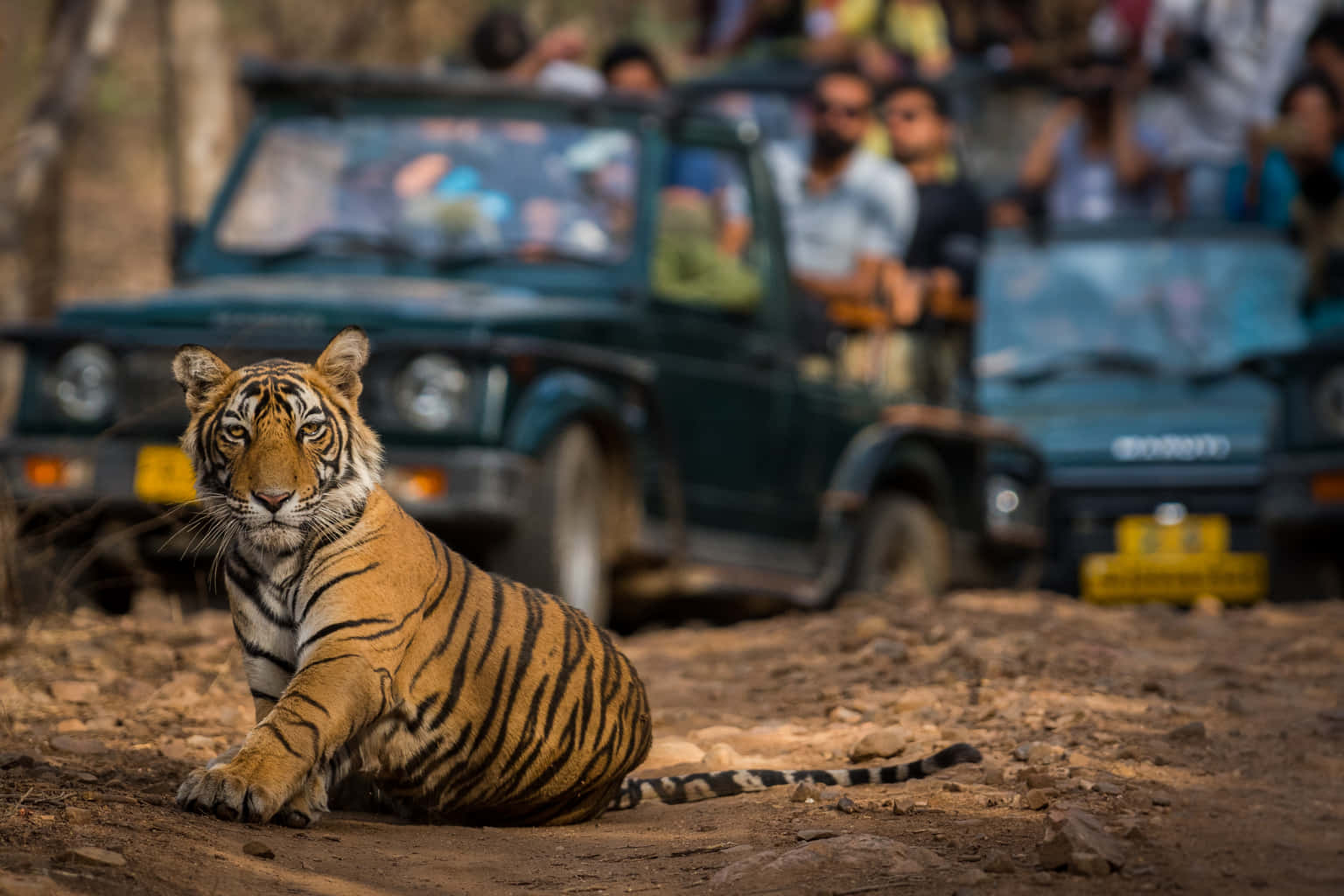 Delhi Agra Ranthambore Tour Package