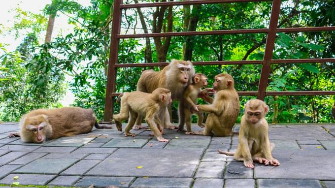 Monkey Hill Phuket