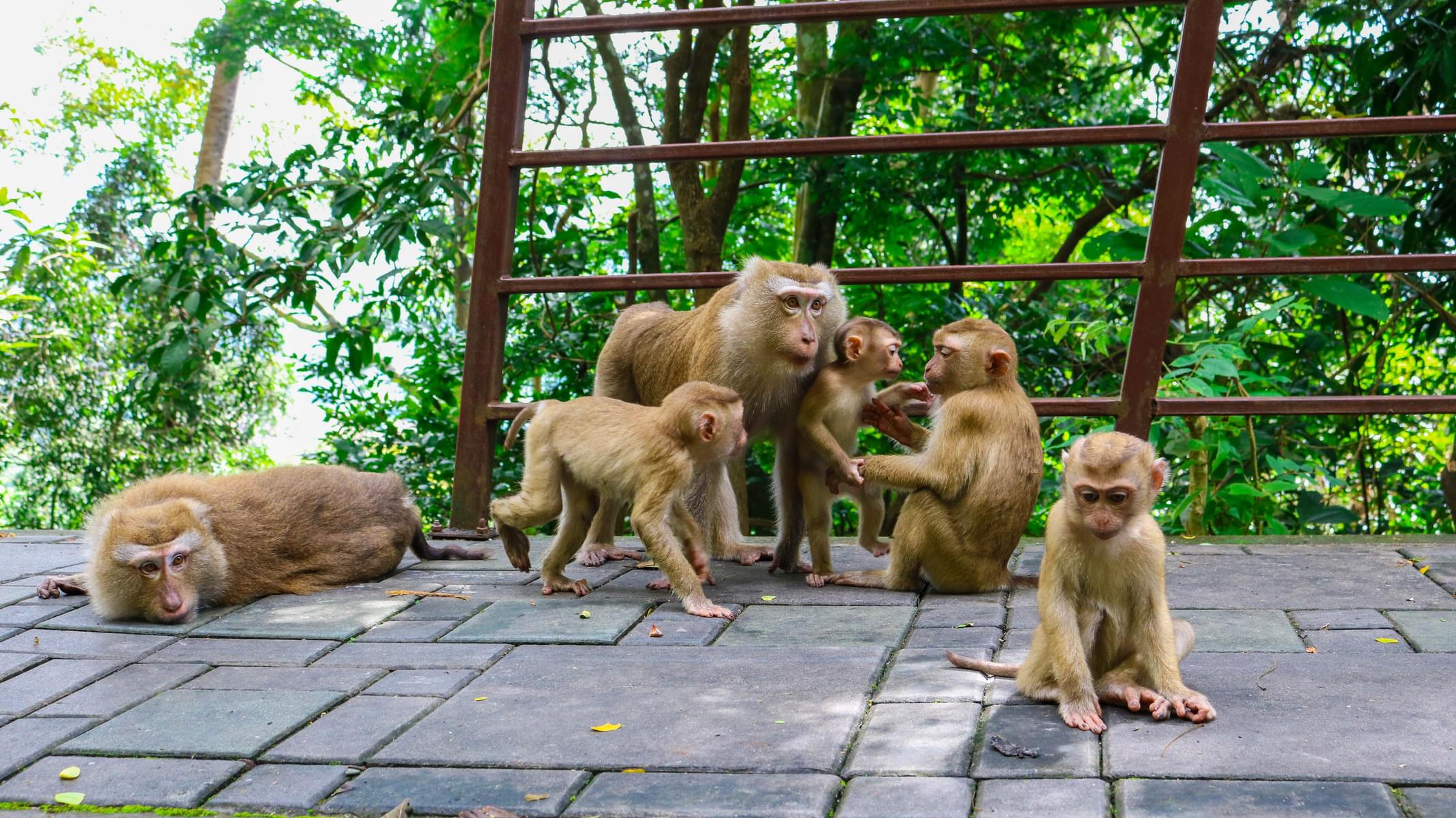 Play With The Monkeys At Monkey Hill
