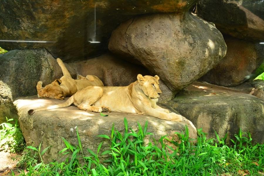 Lions at Bali Safari and Marine Park