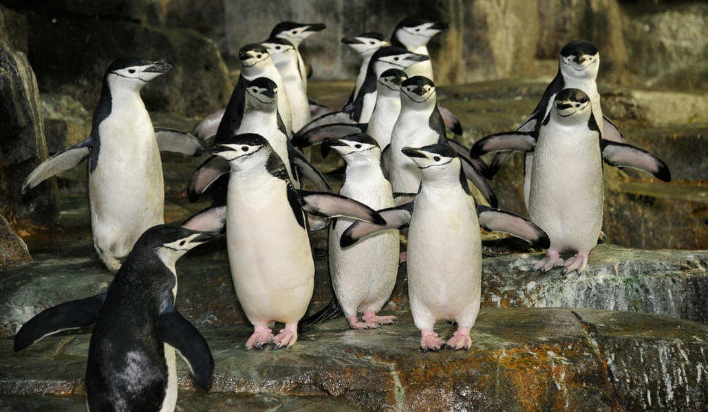 Watch penguins play in the Polar Circle Zone