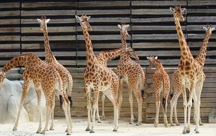 Paris Zoological Park