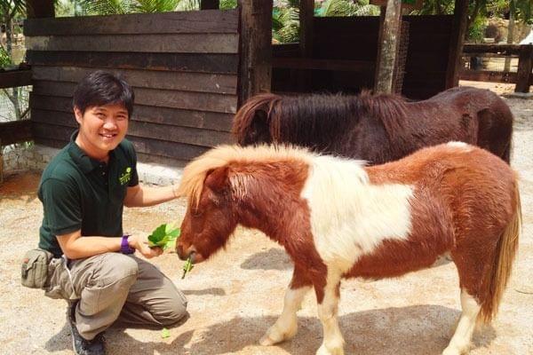 World’s smallest species of horse – Falabella horse