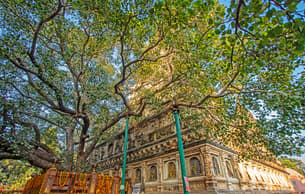 Idic946iez0hhp7wfvtktplup3e1 1593095657 bodhi tree 1