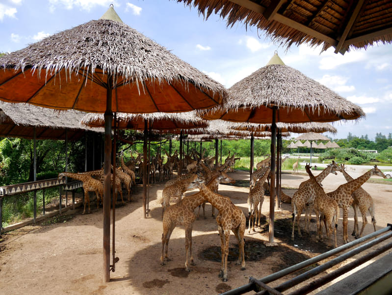 Giraffe Terrace