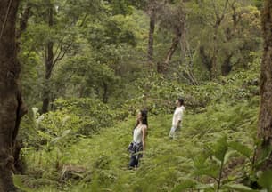 Ie3ugscrg248afpax58k68zk3mxq forest therapy coorg