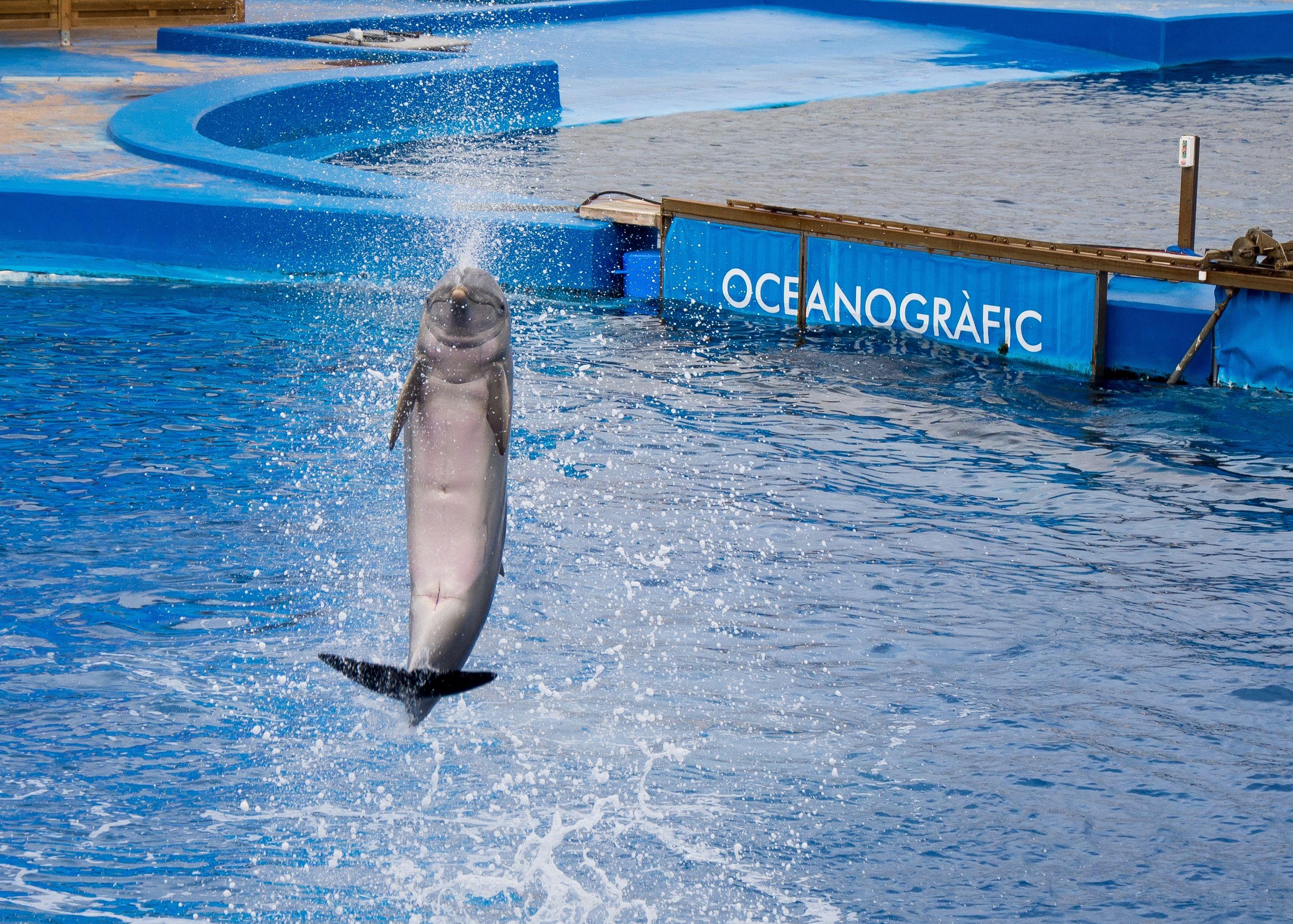 Oceanographic Valencia