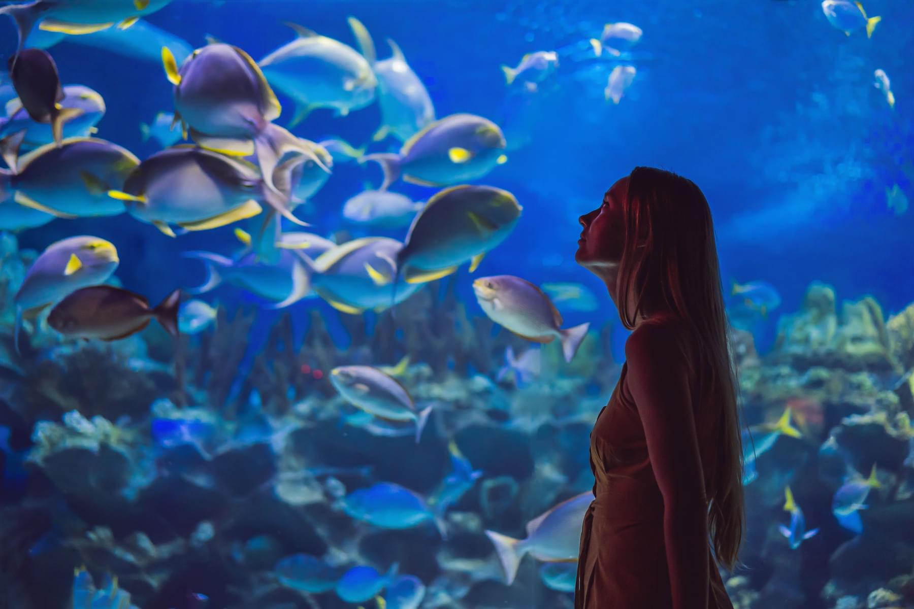Explore Dubai Aquarium & Underwater Zoo to see various marine creatures 
